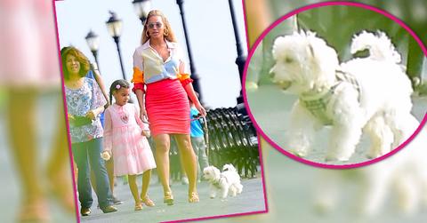 beyonce blue ivy pet dog