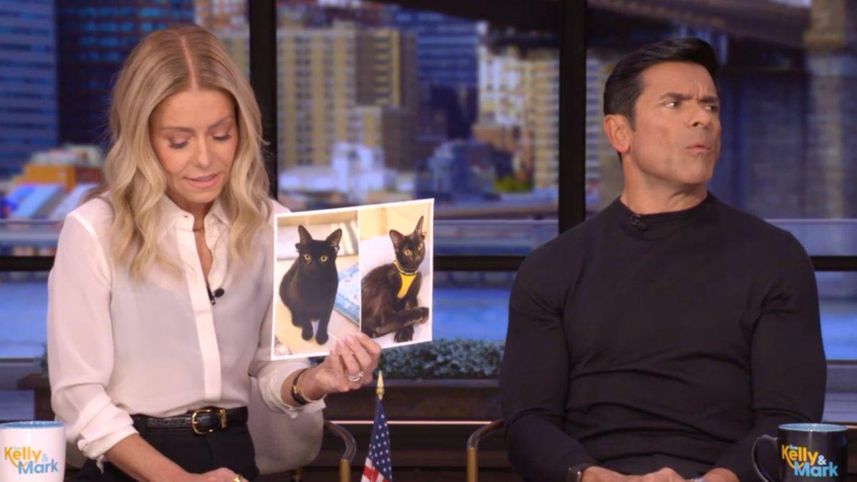 Image of Kelly Ripa and Mark Consuelos showcased a cat with two sets of ears that is available for adoption.
