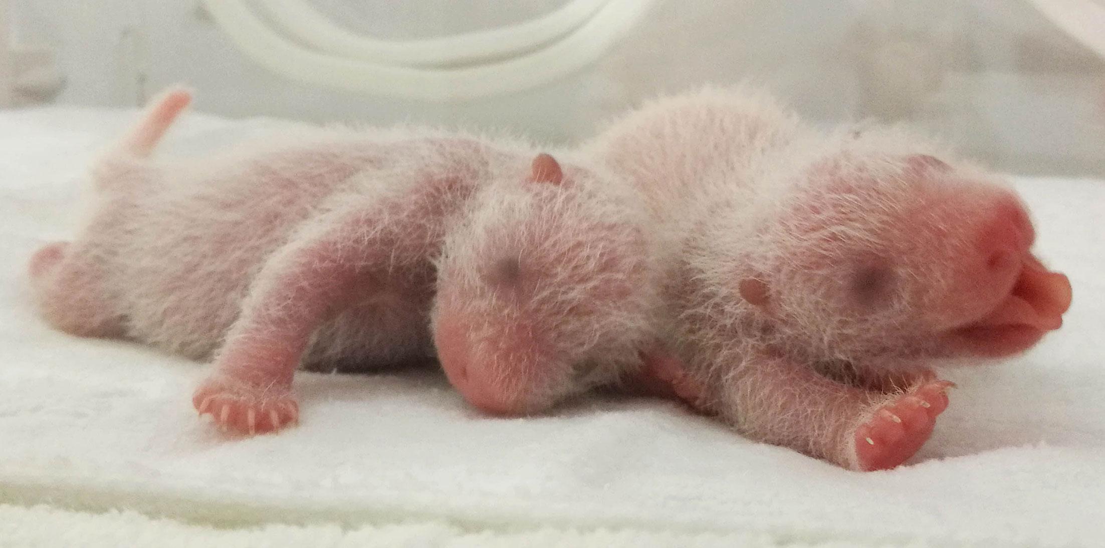 Twin panda pics lin bing gives birth babies 02