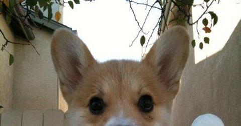 Corgie