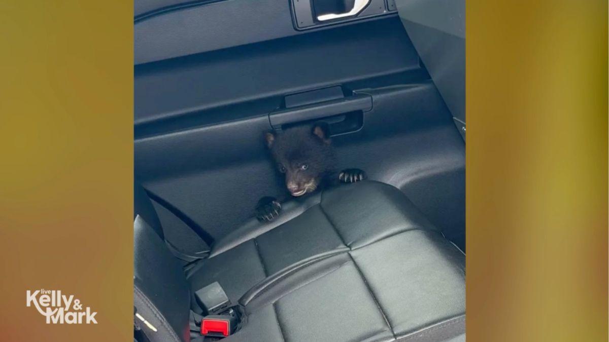 Image of Kelly Ripa joked the baby bear looked 'hella guilty.'