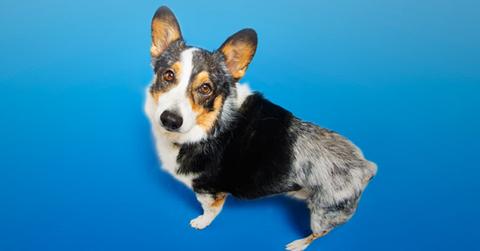 FDA Dont Feed Dog Bone Treats Deaths PP
