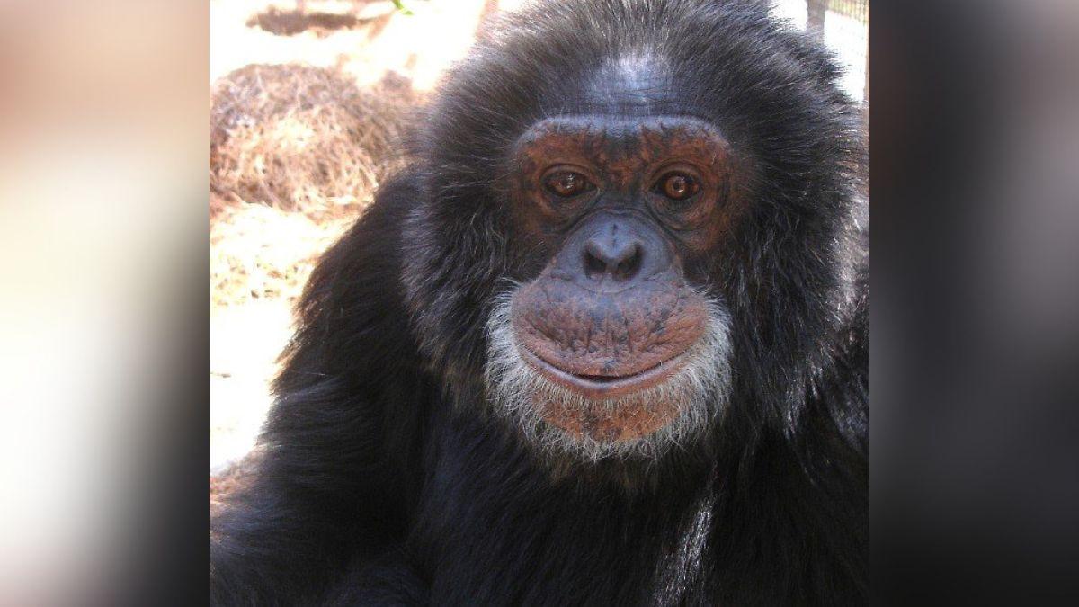 michael jackson bubbles chimpanzee relationship everything to know