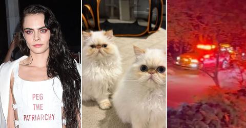 cara delevigne fire cats house pp