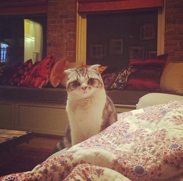 taylor swift cat