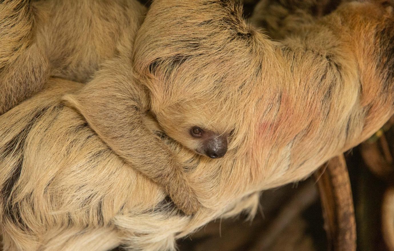 baby sloth shares adorable moment mom zoo