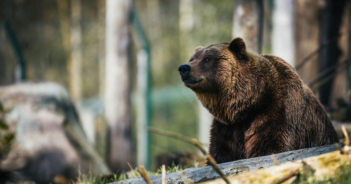 Photo of a bear