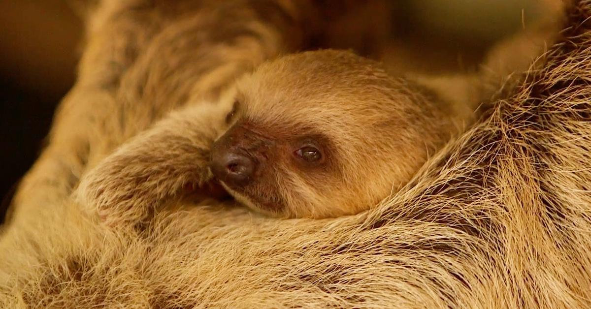 Adorable Moment Two-Toed Baby Sloth Is Born