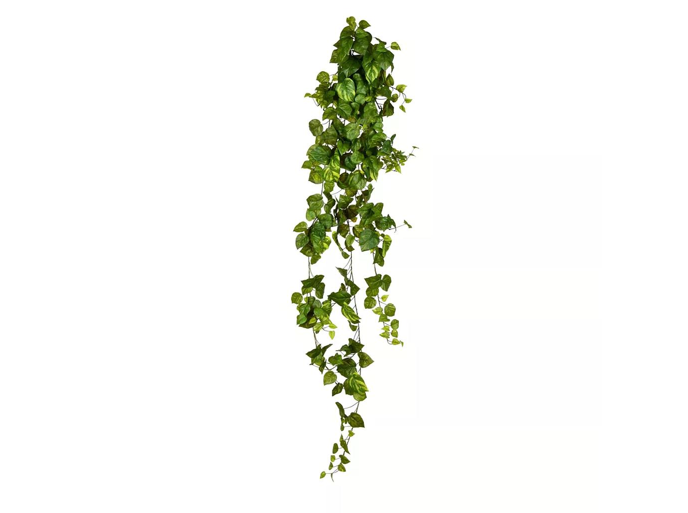 hanging plant aesthetic home decor