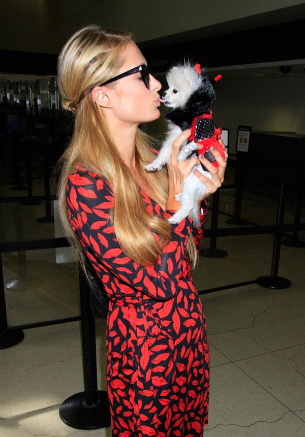 Paris Hilton dresses her poor dogs up for Halloween