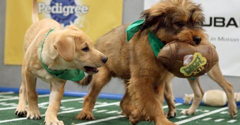 puppy bowl Xll starting line up