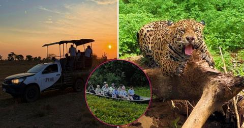 jaguar safaris pantanal brazil ok pp