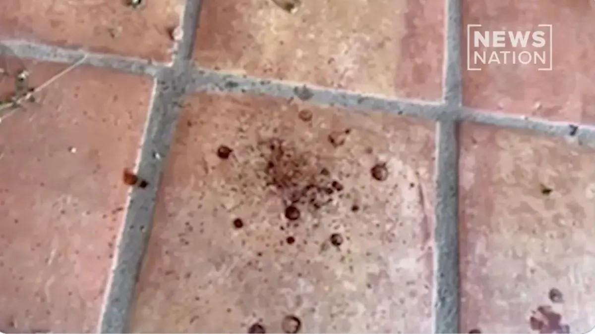 image of Nancy Guthrie was bleeding 'quickly,' claims an expert. 