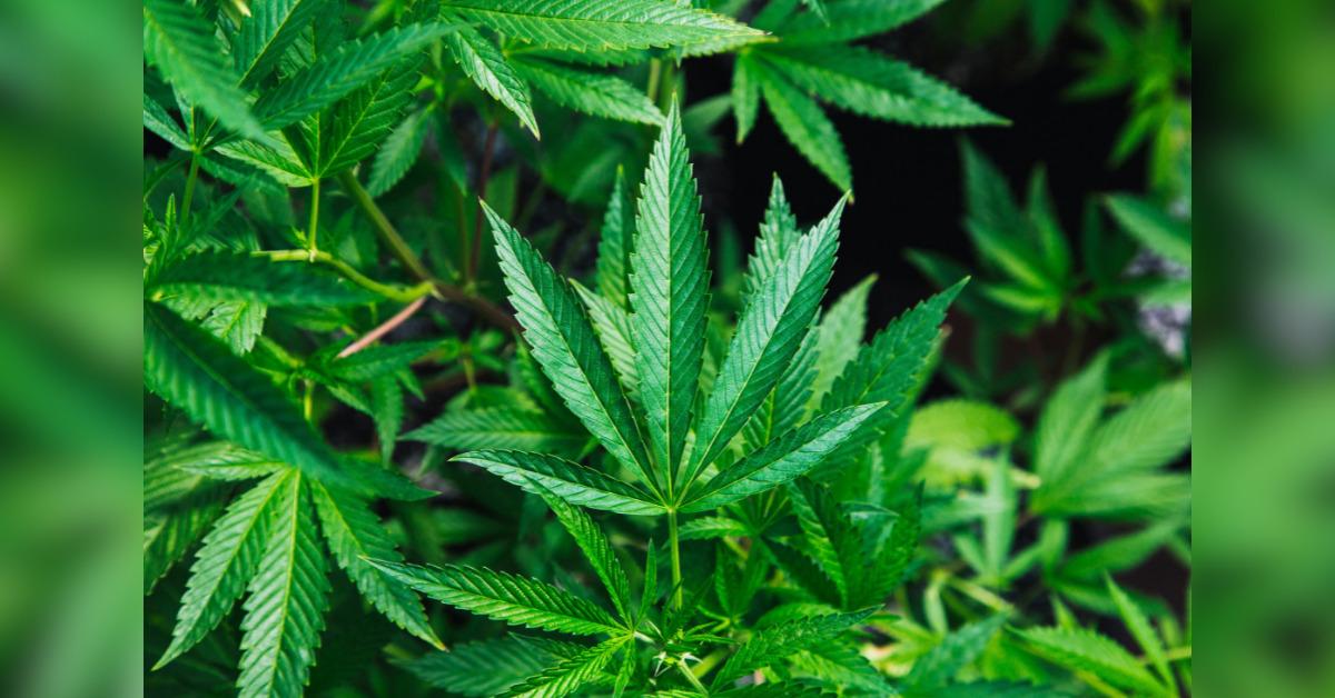 five reality tv stars who smoke weed