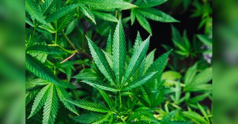 five reality tv stars who smoke weed