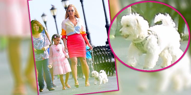 beyonce blue ivy pet dog