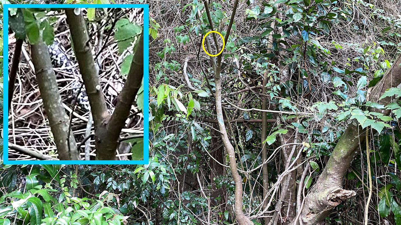 picture of hidden snake leaves facebook users baffled and questioning their vision ok