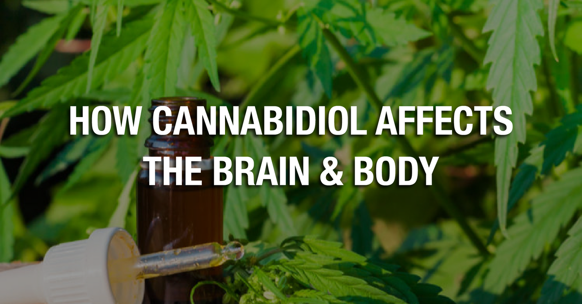 In This Article, We Will Investigate About CBD's Effect On The Body And ...