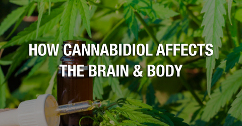 How Cannabidiol Affects The Brain & Body