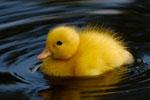 Ok_060513_news_ducks teaser.jpg