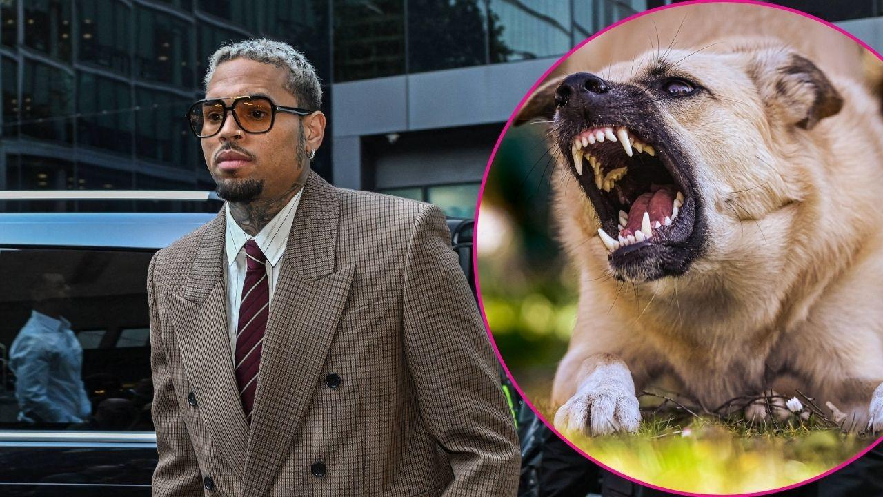 Composite photo of Chris Brown and a dog.
