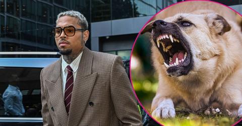 Composite photo of Chris Brown and a dog.