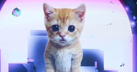 Miley cyrus kitten 2