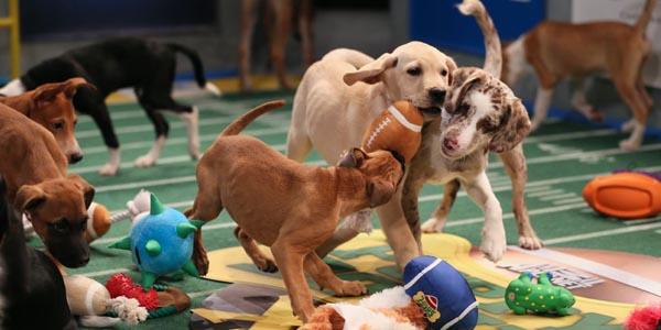 Puppy bowl 2015