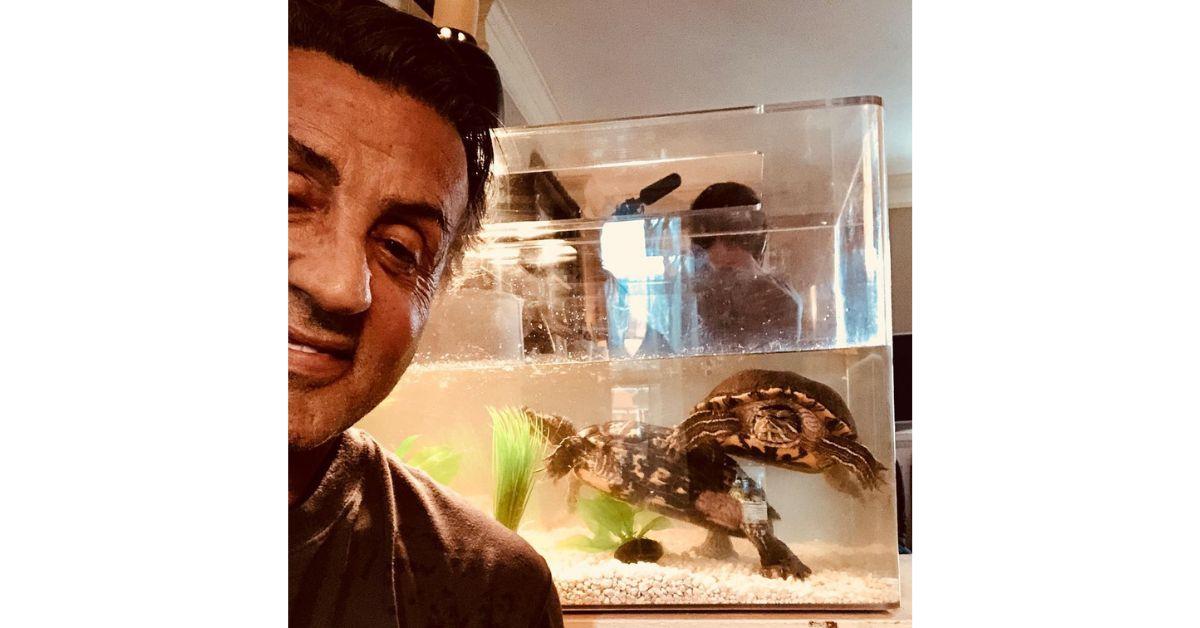 sylvester stallone turtles rocky