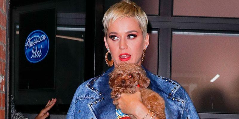 Katy perry dog post pic final