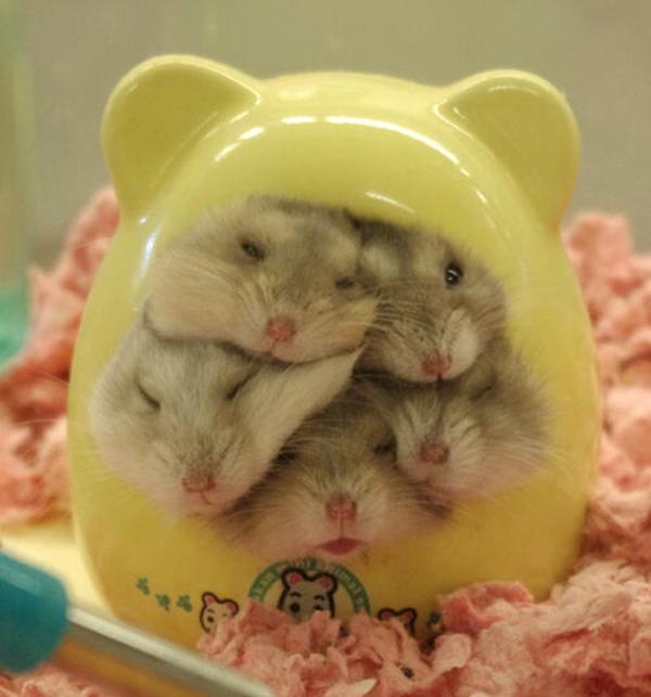 They're hamsters! All squished together! [Photo Credit: Reddit]