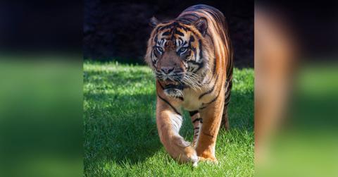 investigation opened into the man whose arm was bitten by endangered tiger pp