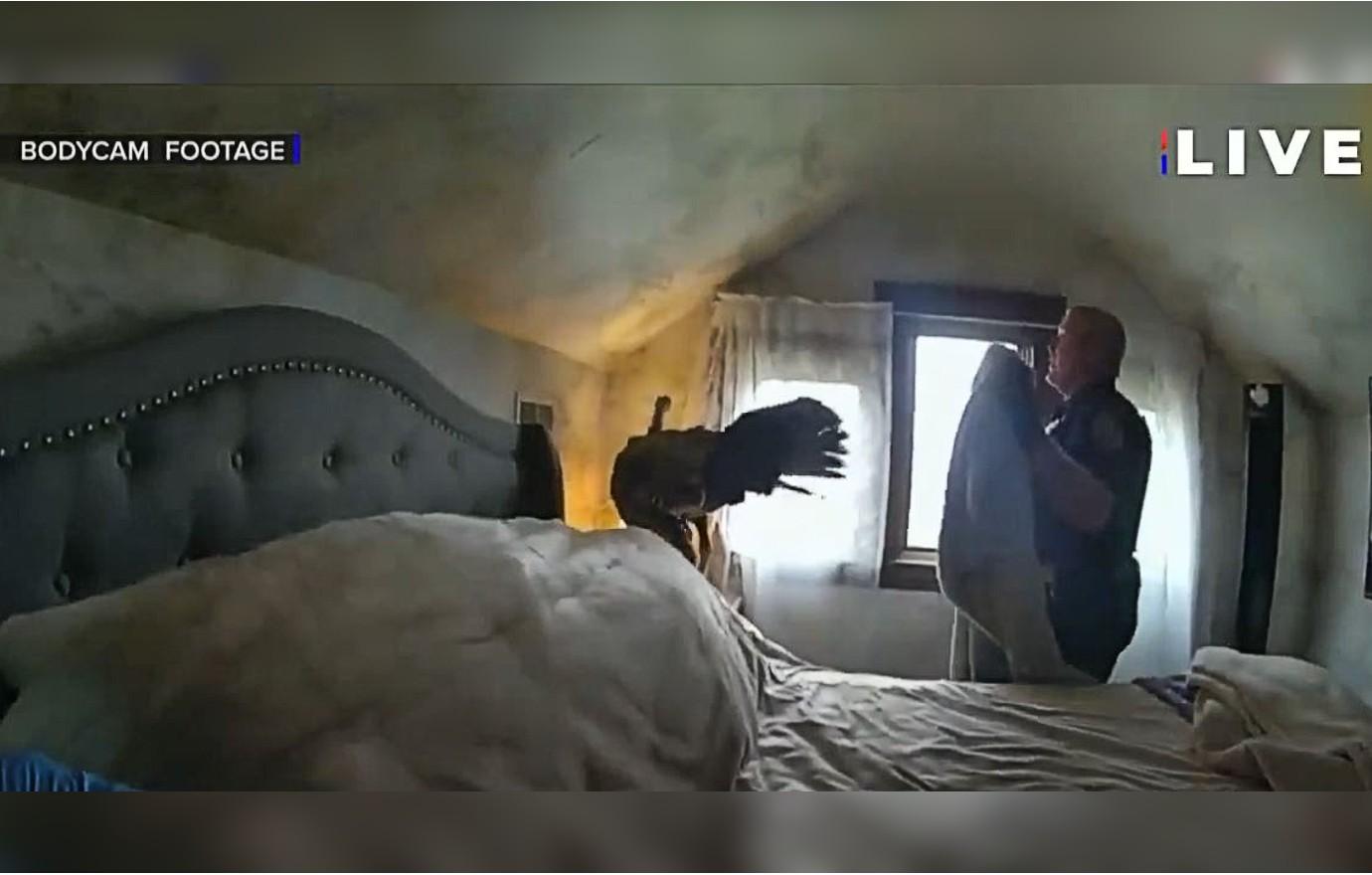 police respond intruder  call find turkey