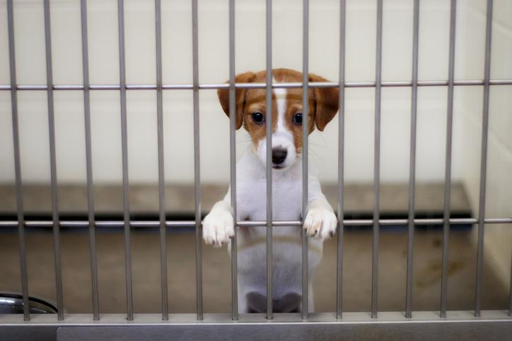 puppy eagerly awaits adoption from the animal shelter