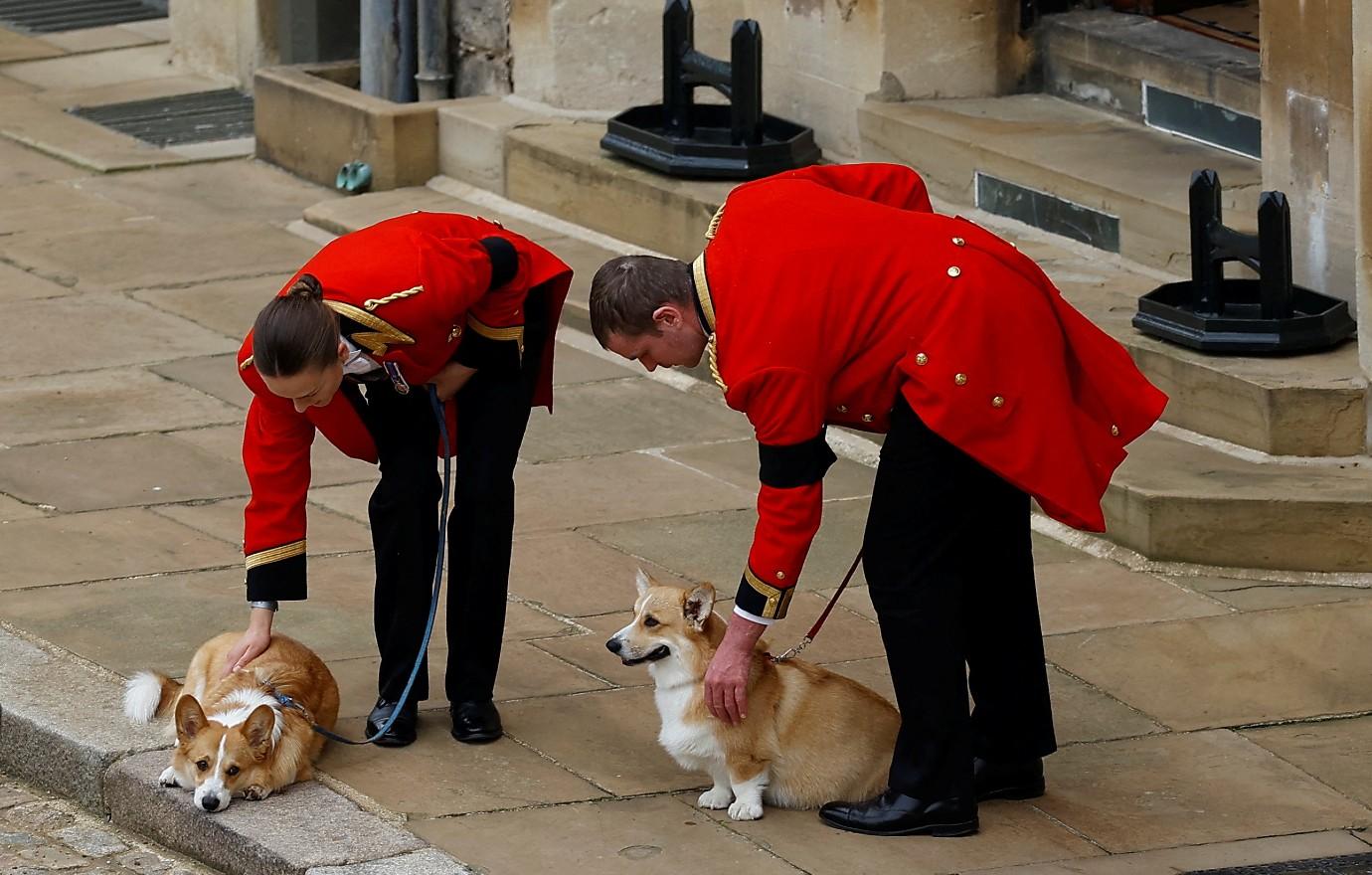 queen corgis