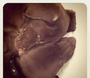 Kendall kylie puppies dec26.jpg