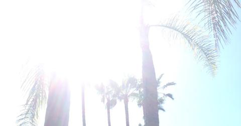 Cody simpson palm trees