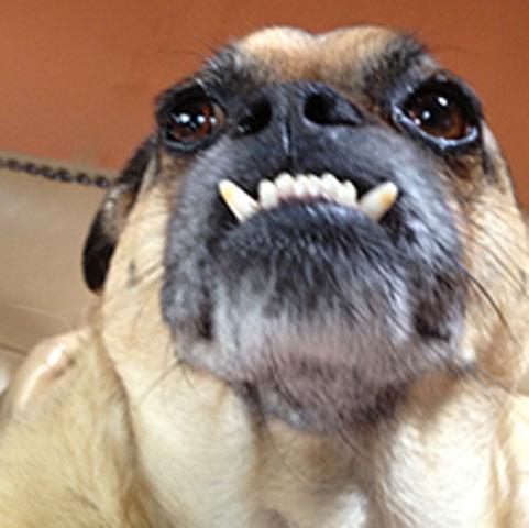 Worlds_ugliest_dog_competition_11_ _1.jpg