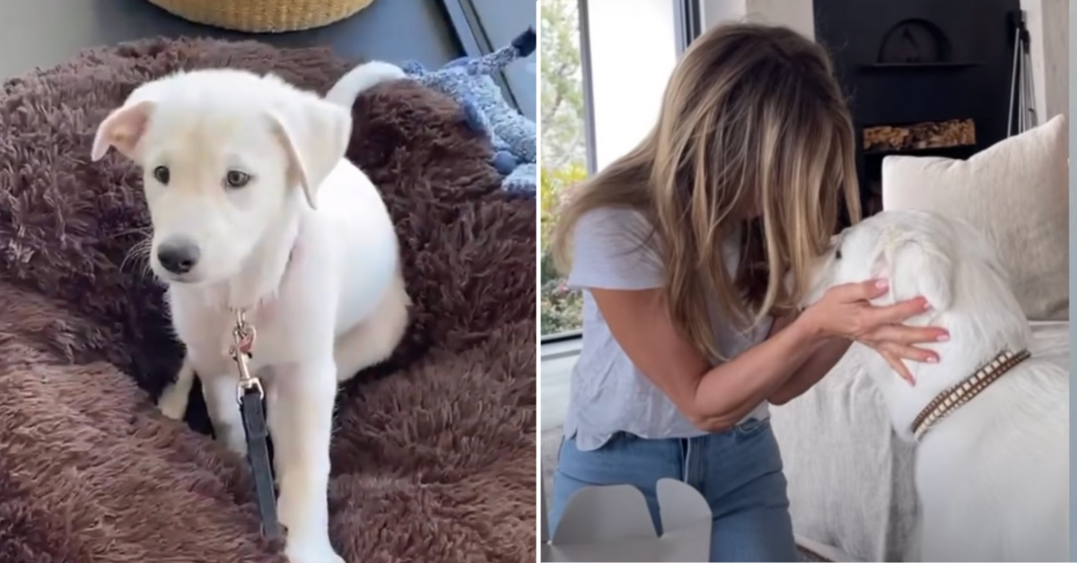 Furry Friends! Jennifer Aniston, Matthew Perry & more's cutest dog