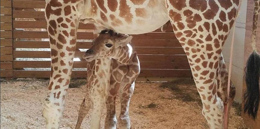 April giraffe baby name announced