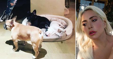 lady gaga dogwalker shot dogs stolen reward pf