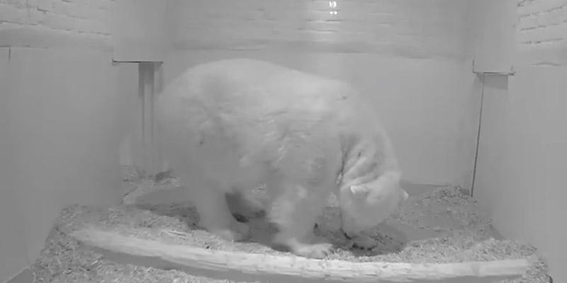 Polar bear gives birth zoo berlin video