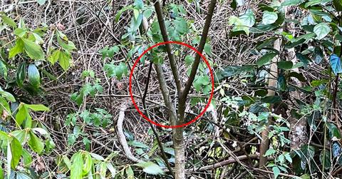 picture of hidden snake leaves facebook users baffled and questioning their vision ok