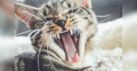 pet cat suffering from gingivitis how to deal with it