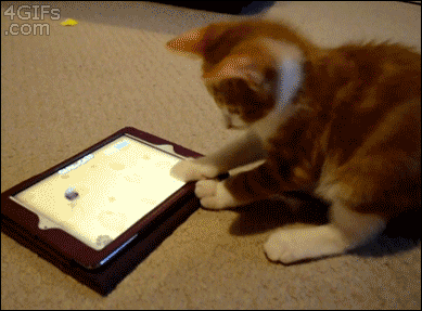 No kitten can resist the power of the iPad [Courtesy of Reddit]