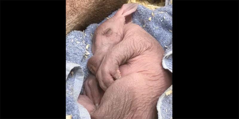 Cincinnati zoo baby aardvark  main