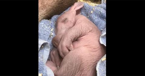 Cincinnati zoo baby aardvark main