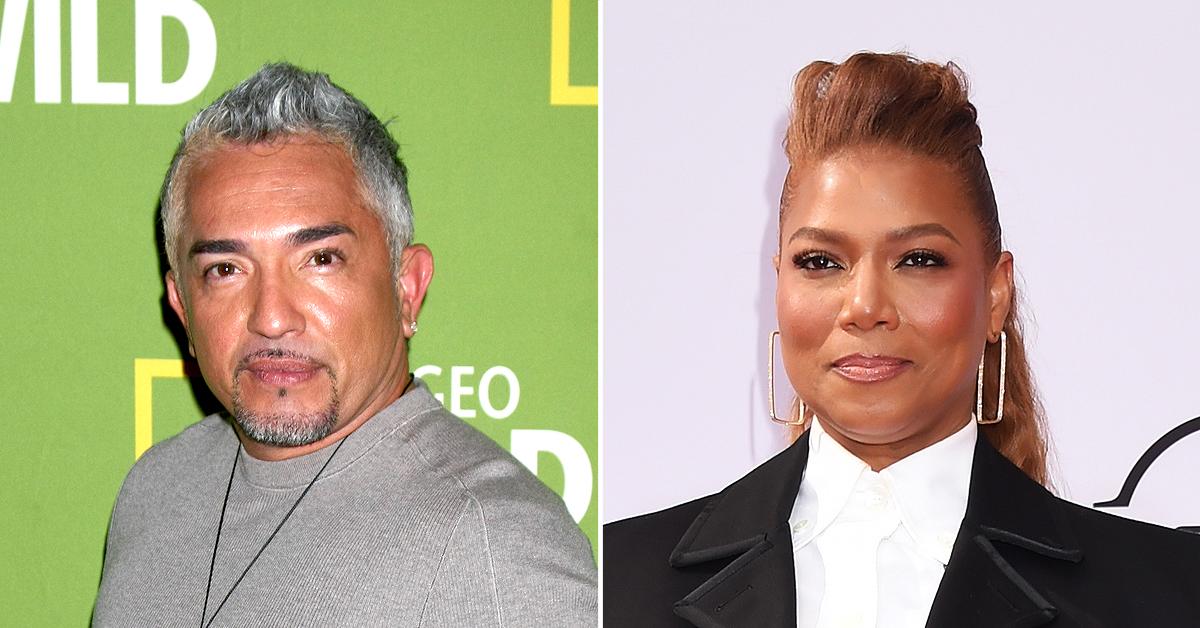 cesar millan pit bull mauled queen latifah dog to death