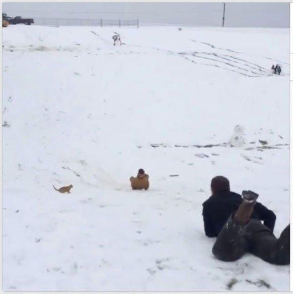 Derick dillard running over cat