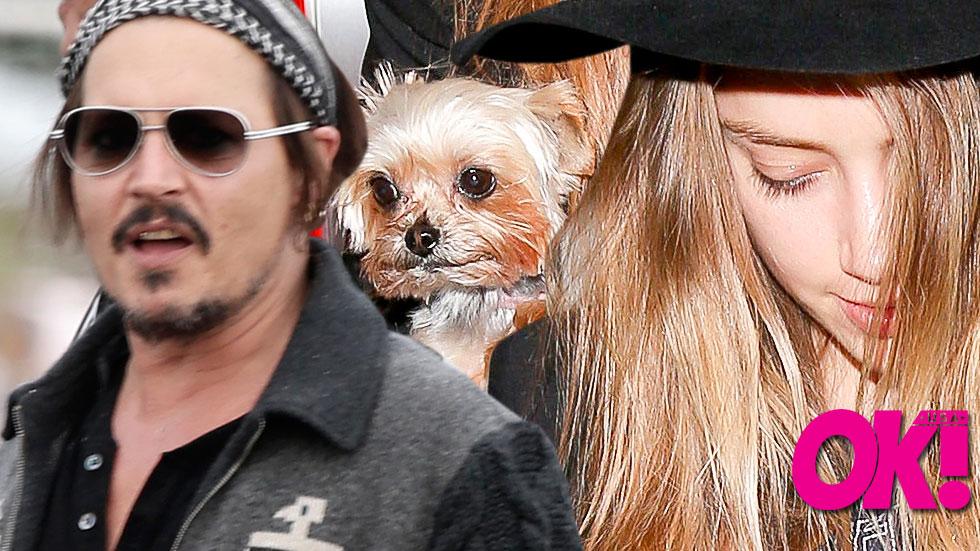 Johnny depp spent 10 million amber heard dog